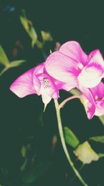 Close-up of pink flower