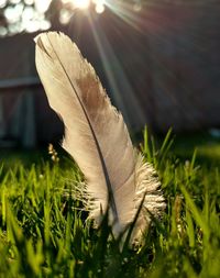 Close-up of grass on grassy field
