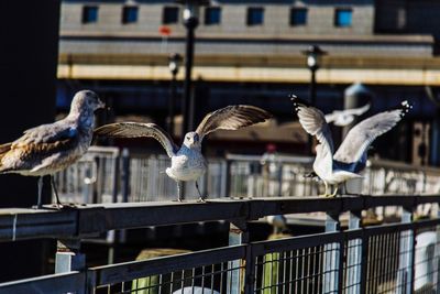 Close-up of birds flying against railing