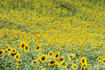 Full frame shot of sunflowers on yellow flowering plant