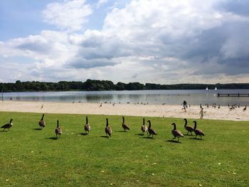 Canada geese on field by river against cloudy sky