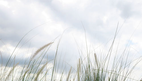 Close-up of wheat growing on field against sky