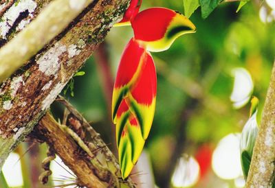 Close-up of red flower growing on tree