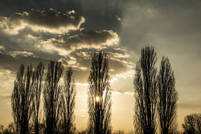 Low angle view of trees against sky during sunset