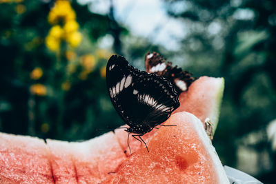 Close-up of butterfly perching on hand