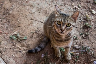 High angle view of cat on field