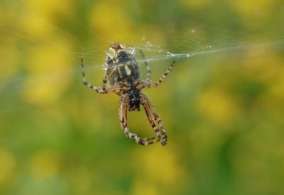 Close-up of spider on web