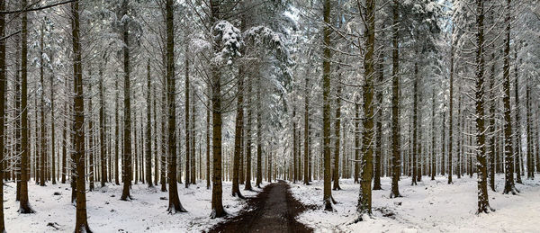 Pine trees in forest during winter