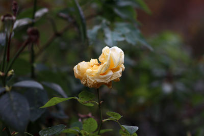 Close-up of white flowering plant