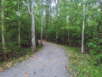 Road amidst trees in forest