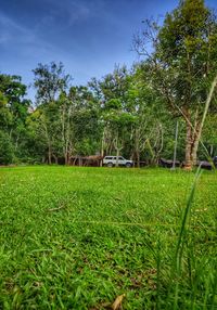 Scenic view of trees on field against sky