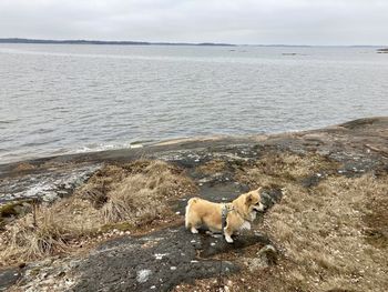 Dog standing at beach against sky