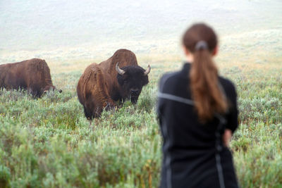 Rear view of woman against highland cattle on grass field