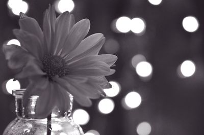 Close-up of flowers against white background