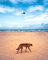 Dingo and airplane on fraser island