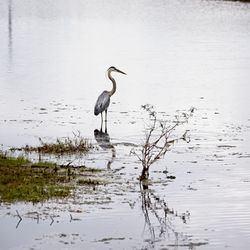 Bird on a lake