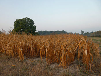 Crops growing on field against clear sky