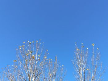 Low angle view of flowering plant against clear blue sky