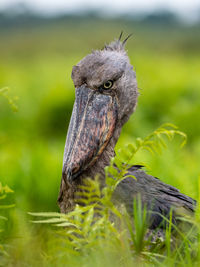 Close-up of bird perching on wooden post