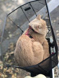 High angle view of cat sitting on chair