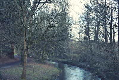 Bare trees by river in forest against sky