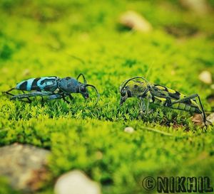 Close-up of snake on grass