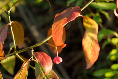 Close-up of orange leaves