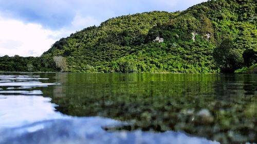 Scenic view of lake by trees against sky