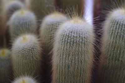 Close-up of cactus outdoors