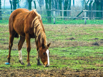 Horse grazing on field