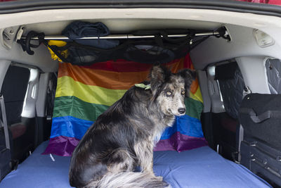 Dog sitting in car