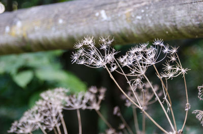 Close-up of flowers