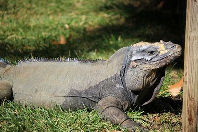 Close-up of lizard on field