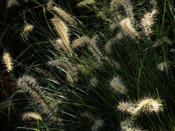 Full frame shot of plants growing on field