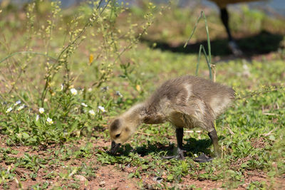 A canada goose gosling on the shore of a lake.