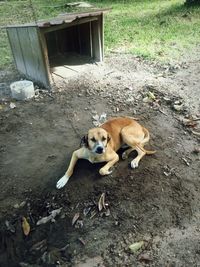 Dog looking away