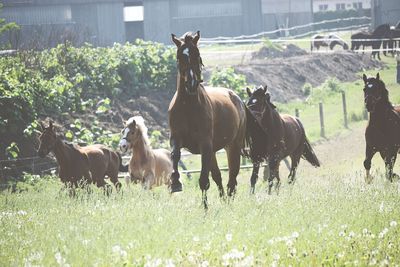 Horses in a field