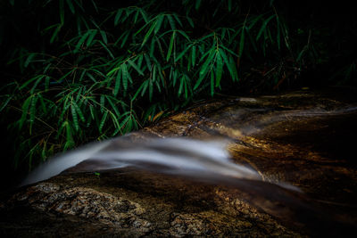 Close-up of water flowing through rocks at forest