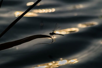 Close-up of insect against sky