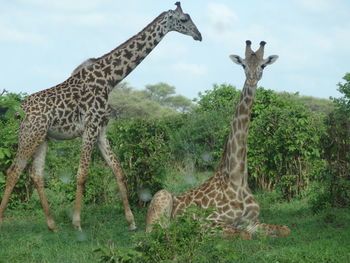 Giraffe in a field