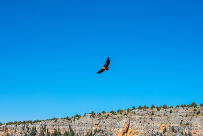 A griffon vulture flying over the blue sky