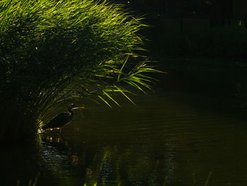 Scenic view of lake with trees in background