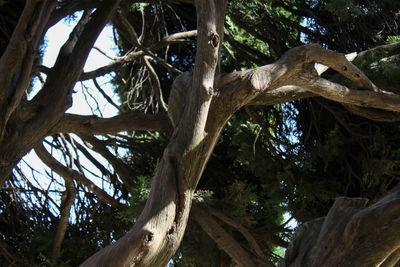 Low angle view of trees in forest against sky