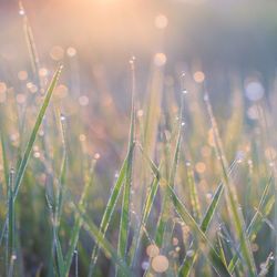 Close-up of plants against water