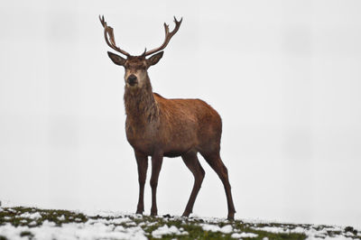 Deer standing on landscape against sky