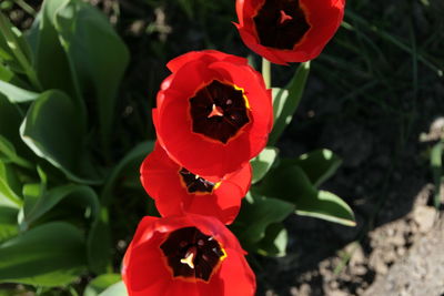 High angle view of red poppy flowers blooming outdoors