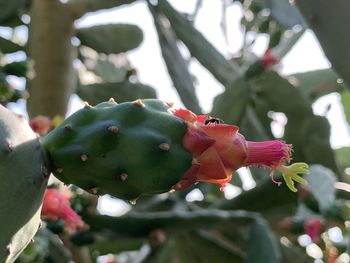 Close-up of red flowering plant