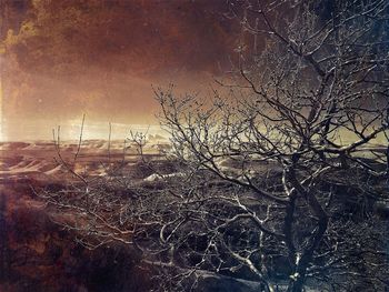 Bare tree against sky