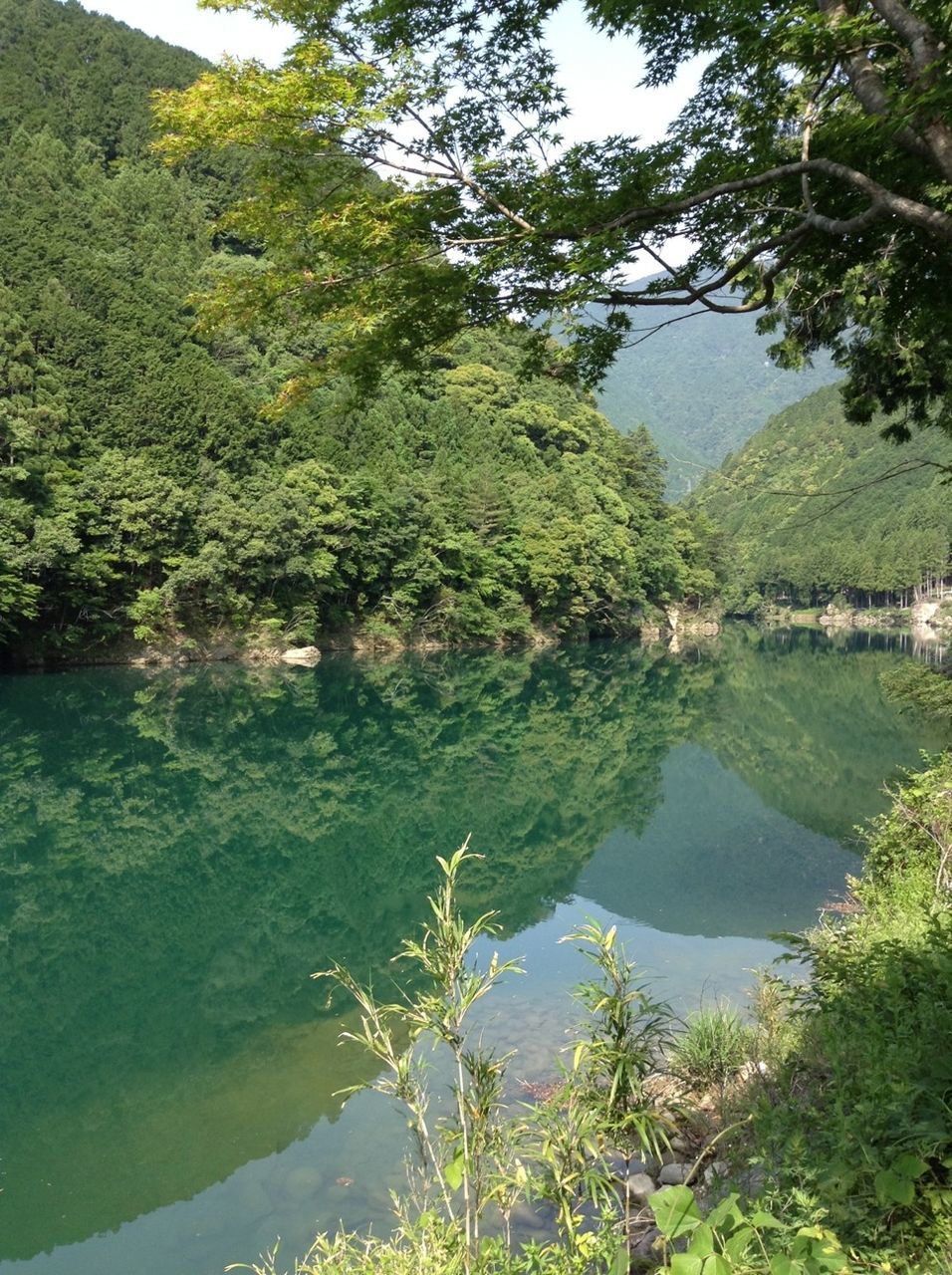 tree, water, growth, green color, tranquility, tranquil scene, nature, reflection, beauty in nature, lake, scenics, clear sky, lush foliage, branch, river, plant, green, idyllic, day, outdoors