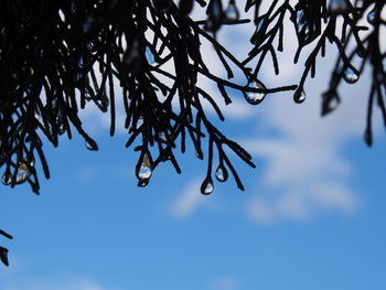 Low angle view of dew drops on twigs against blue sky